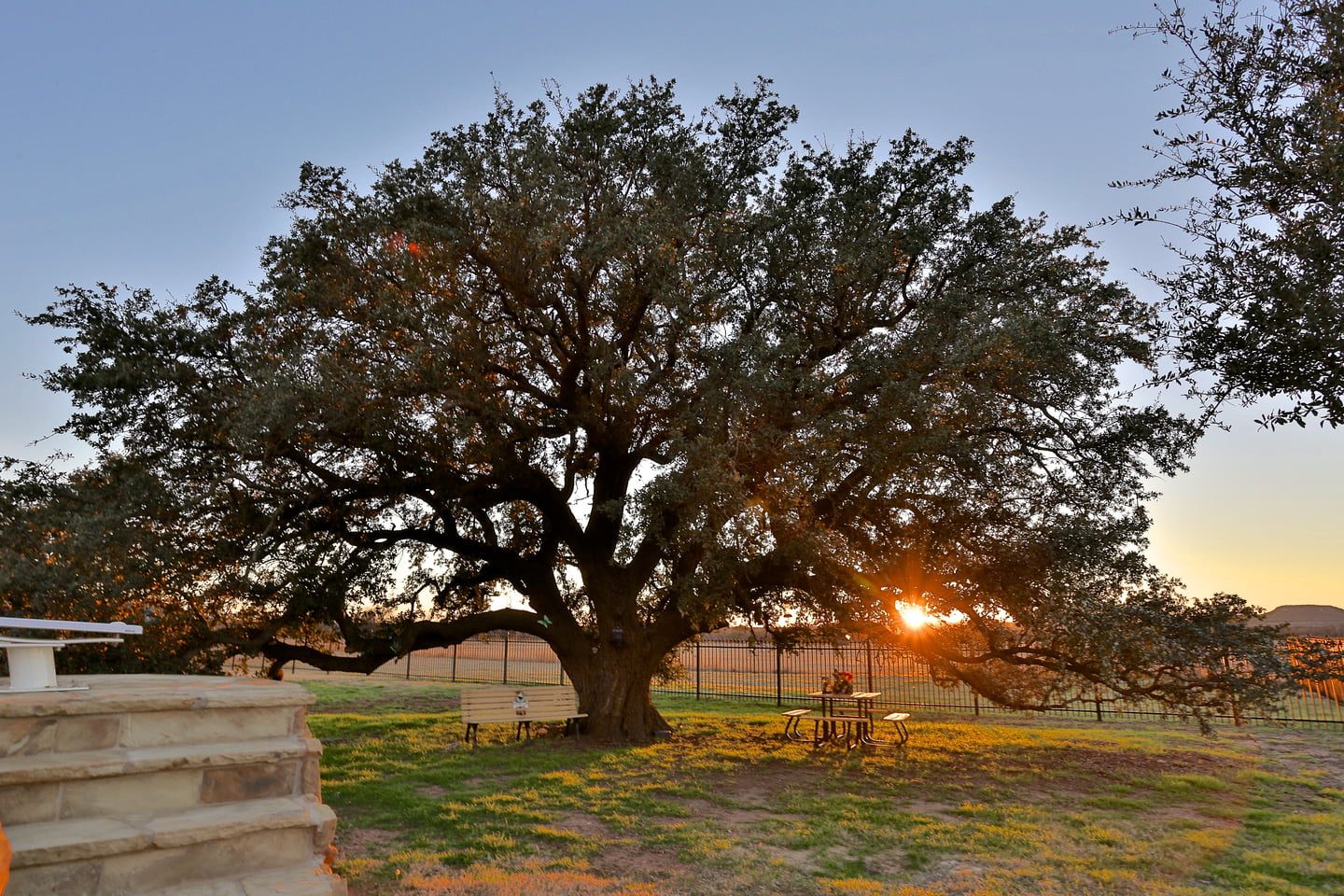 Heritage oak tree at golden hour on Rusted Oaks Estate